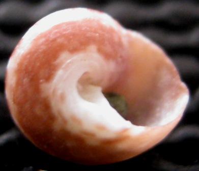 gibbula carenata????